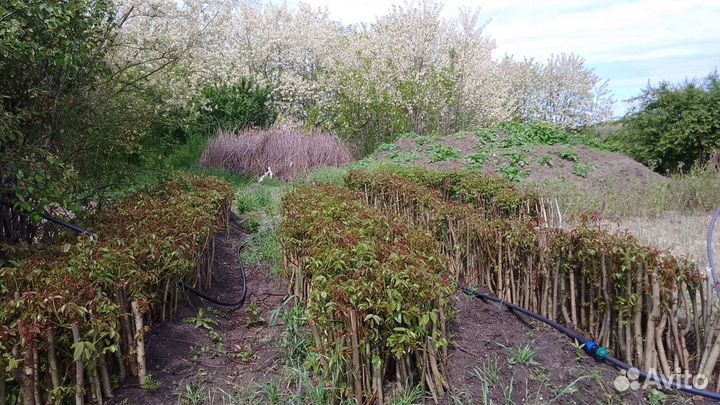 Саженцы Грецкого ореха