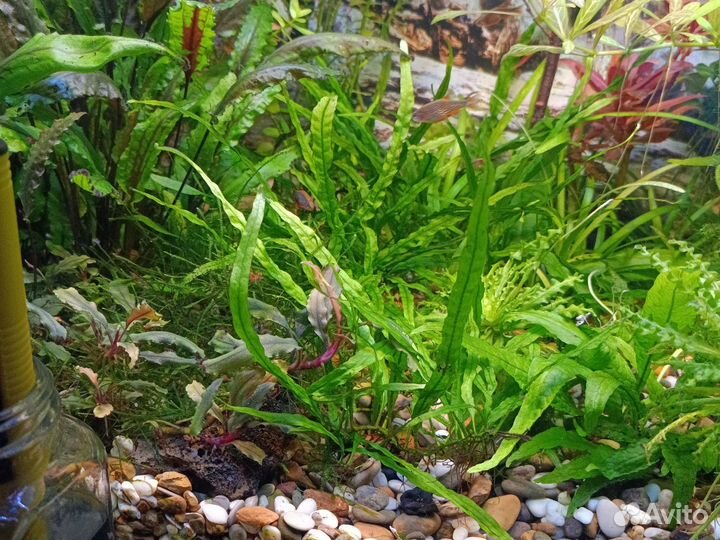 Растения аквариумные