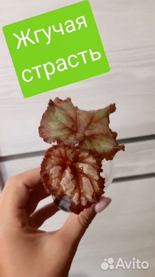 Бегония королевская