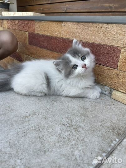 Котята в добрые руки бесплатно