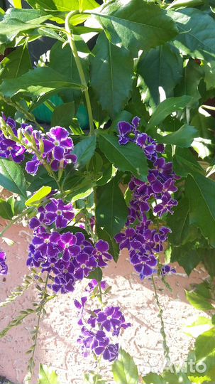 Дуранта,свинчатка