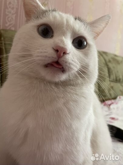 Отдам в добрые руки кота