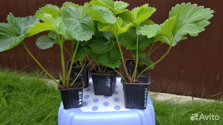 Рассада клубники