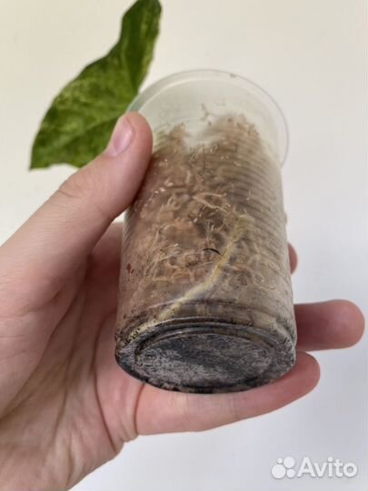 Сингониум моттлед мохито