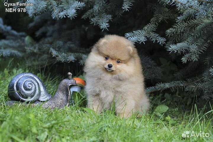 Щенки Шпица