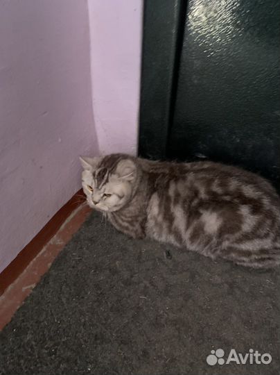 Кошка потеряшка