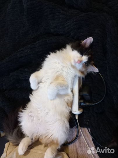 Котик в добрые руки
