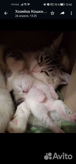 Кот на вязку