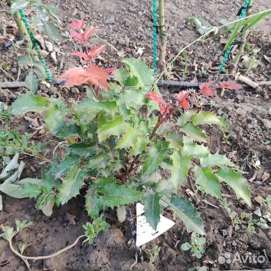 Барбарис,спиреи,магония,злаки