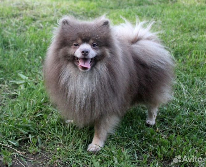 Лиловый Изюмчик-Изя