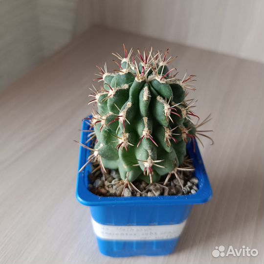 Кактусы