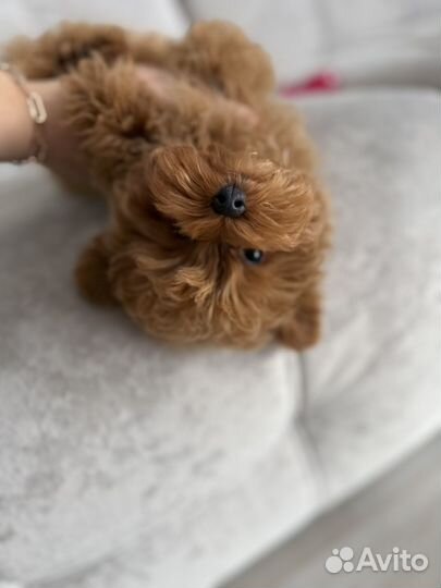 Мальтипу супер микро