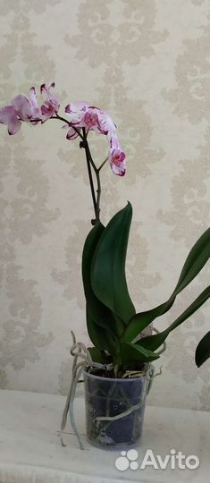 Орхидея