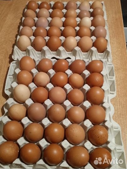 Домашние куриные яйца