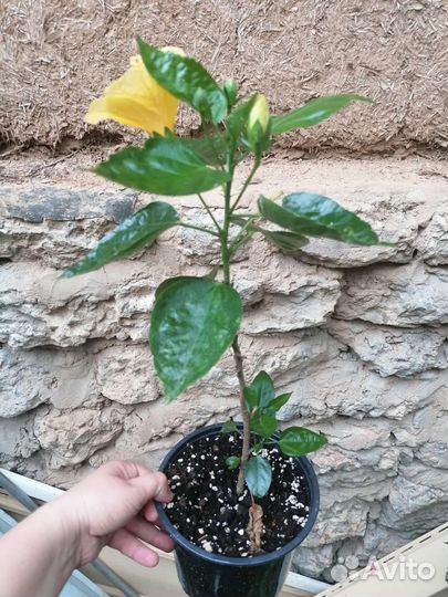 Пеларгония, гибискус желтый, фикус, оттона