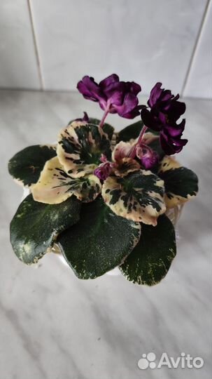 Сортовые фиалки