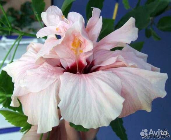 Сортовой гибискус сливочно-розовый, нежный