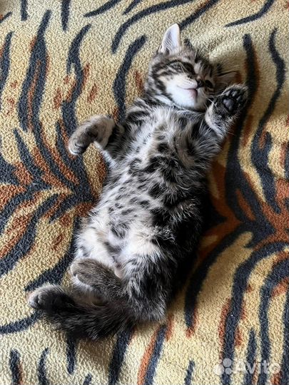 Котенок Шотландский