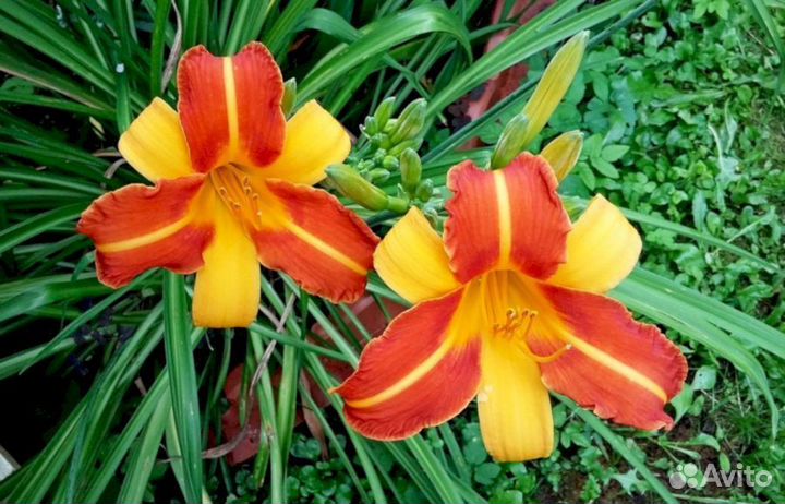 Лилейники Раджа