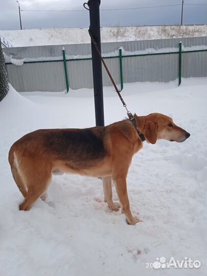 Русская гончая