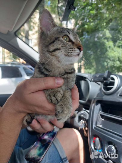 Котенок мальчик 5-6 мес