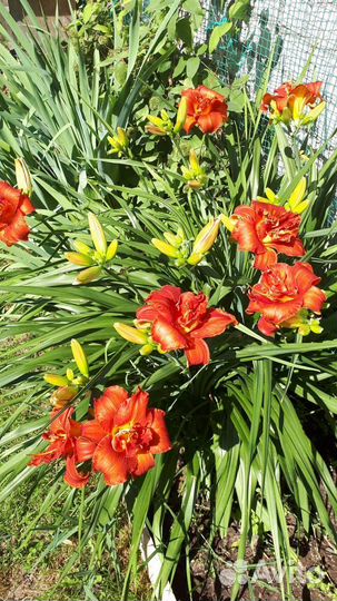 Многолетние цветы