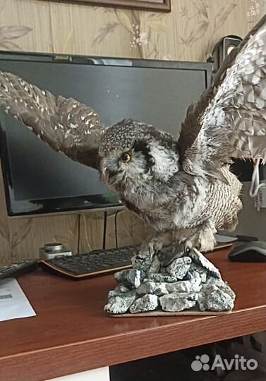 Чучело совы