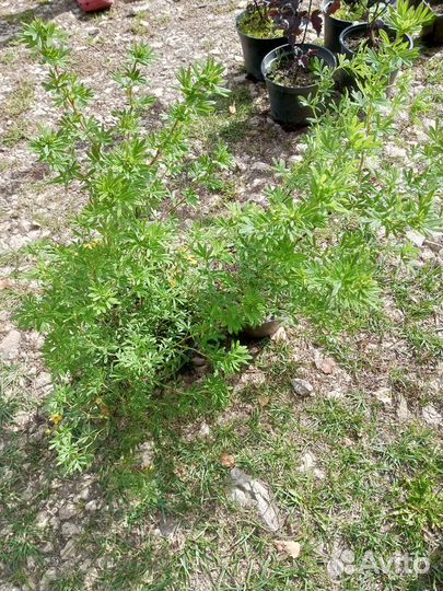 Рассада цветов