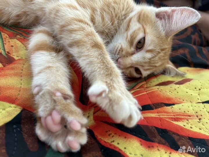 Отдам бесплатно рыжего котенка фокса