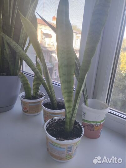 Сансевиерия