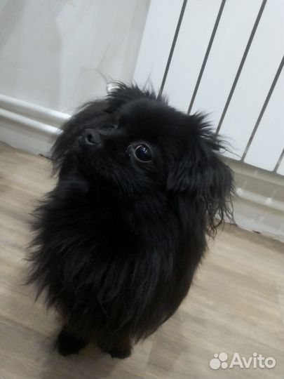 Немецкий шпиц кавалер вязка