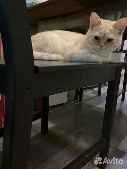 Кот Chivas. Вязка