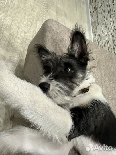 Щенок в добрые руки