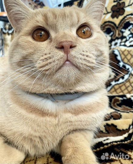 Британский кот на вязку