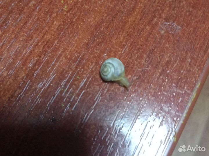 Улитки маленькие