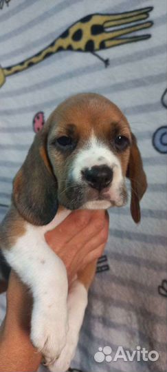 Собаки щенки бигль