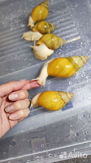 Улитки ахатины(ахатина фулика родици альбина боди)
