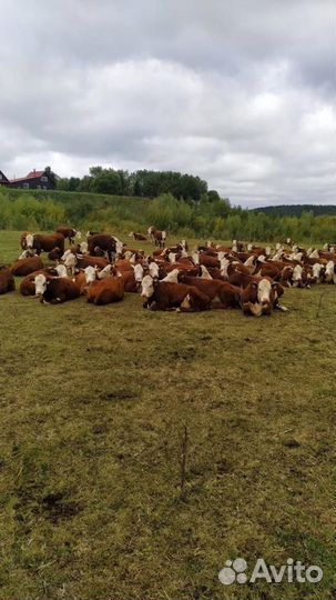 Нетели герефорда