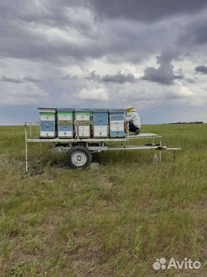 Продается пасека