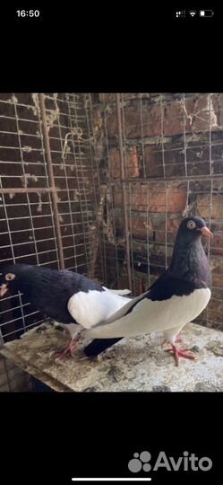 Каханские панцырные голуби(кормилки )