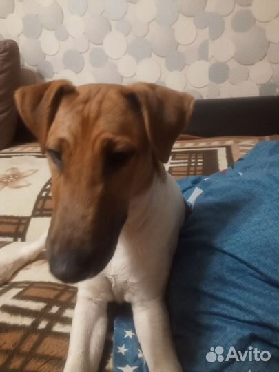 Фокстерьер