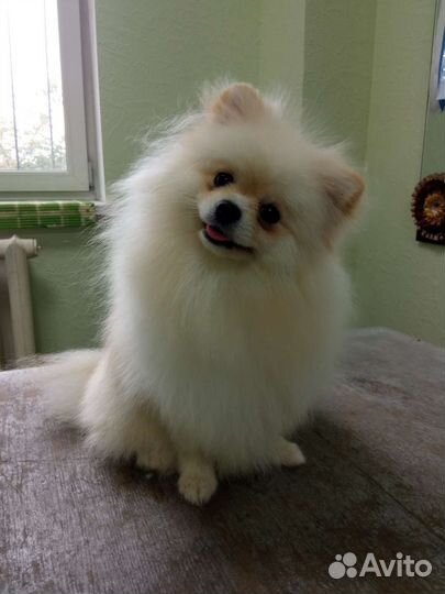 Гостиница для собак