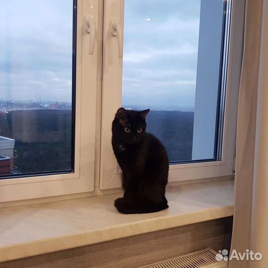 Кот на вязку