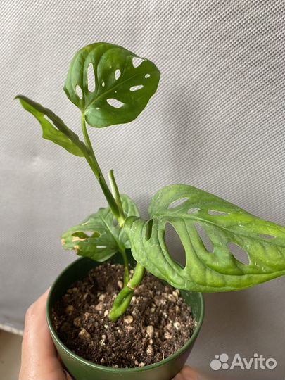 Монстеры Цветы Разное