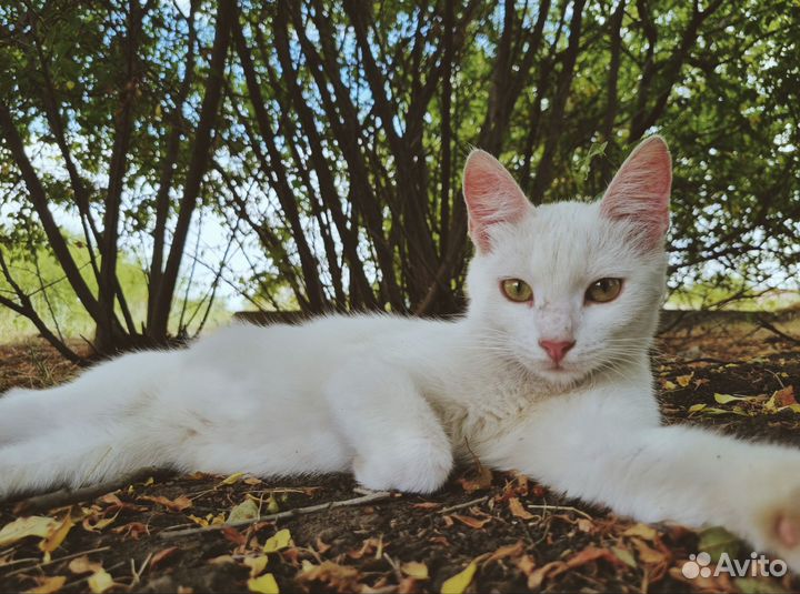 Кошка в дар