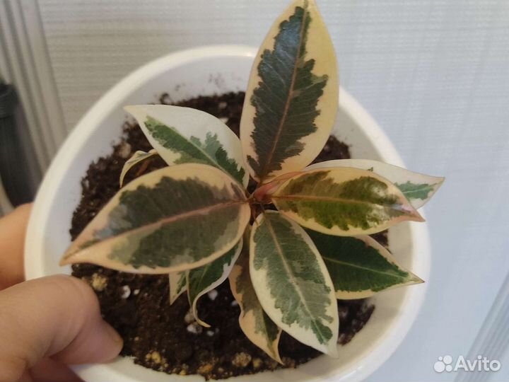 Фикус мелани вариегатный