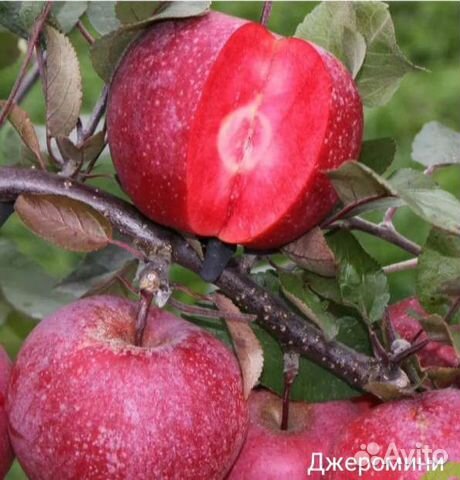 Саженцы яблони