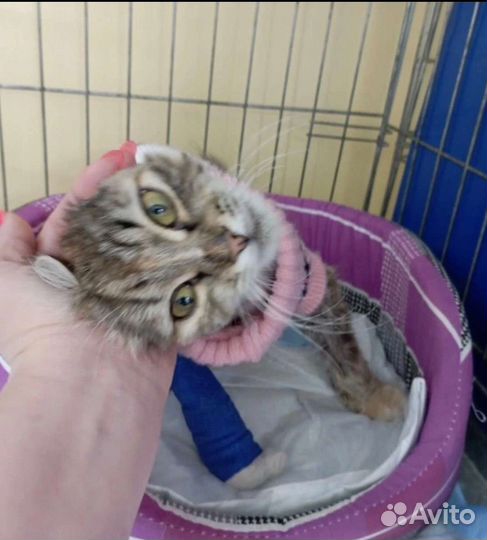 Малышка без ушка из трансформаторной будки