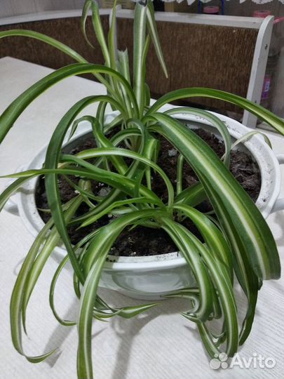 Хлорофитум кучерявый