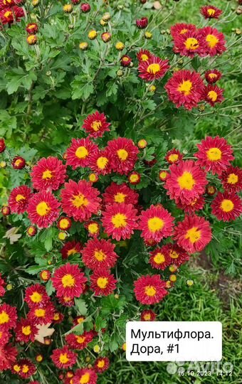Хризантема мультифлора